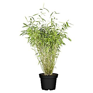 Piardino Muriel-Bambus (Fargesia murielae, 5 l)