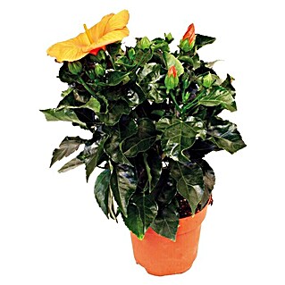 Piardino Garteneibisch (Hibiscus sinensis, Topfgröße: 13 cm, Orange)