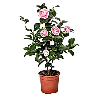 Piardino Japanische Kamelie (Camellia japonica, Topfgröße: 15 cm, Blütenfarbe: Sortenabhängig)