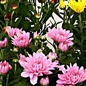Piardino Crisantemo (Chrysanthemum indicum, Tamaño de maceta: 12 cm, En función de la variedad)