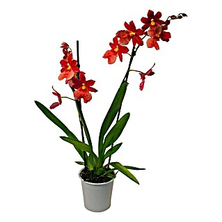 Piardino Orchidee (Cambria Hybriden, Topfgröße: 12 cm, Rot, Anzahl Triebe: 2)