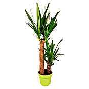 Palmlilie (Yucca elephantipes , Topfgröße: 17 cm, Farbe Topf: Grün)