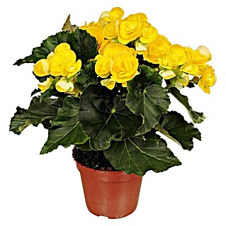 Piardino Begonie (Begonia elatior, Topfgröße: 14 cm, Gelb)
