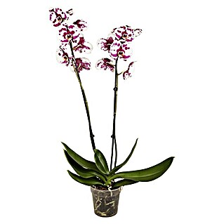 Piardino Schmetterlingsorchidee (Phalaenopsis x Hybrid Konfetti, Topfgröße: 12 cm, Blütenfarbe: Weiß/Rosa, Anzahl Triebe: 2, Aufrecht)