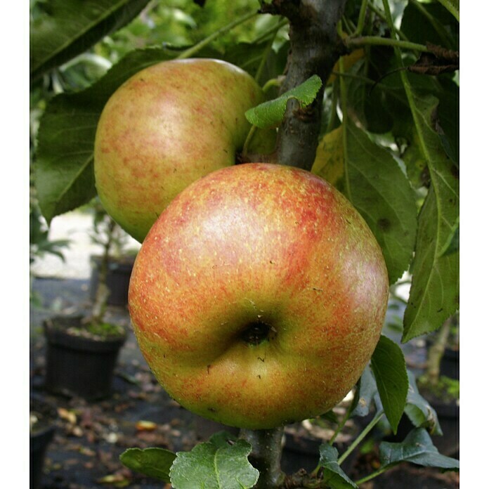 Apfelbaum Rhapsodie (Malus domestica Rhapsodie, Topfgröße: 5 l, Erntezeit: Oktober)