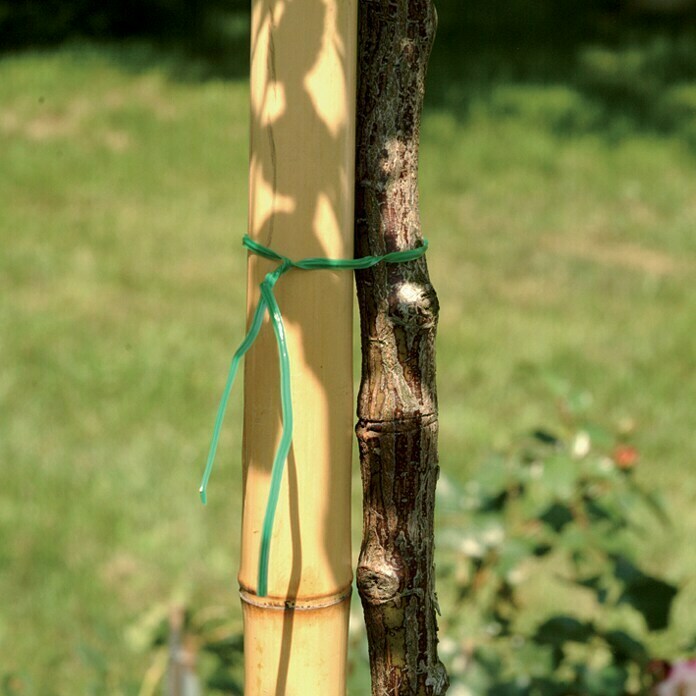 Bambusrohr (Länge: 200 cm, Durchmesser: 75 mm) - 011779