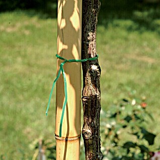 Bambus štap (Duljina: 180 cm, Promjer: 55 mm)