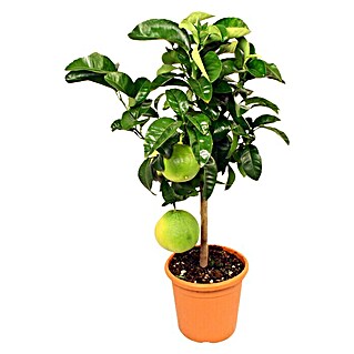 Piardino Zitronenbaum (Citrus, Topfgröße: 20 cm)