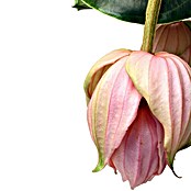 Piardino Medinille (Medinilla magnifica, Topfgröße: 15 cm, Rosa)