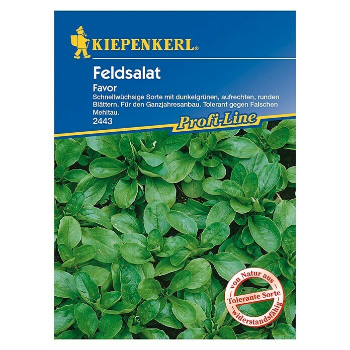 Kiepenkerl Profi-Line Feldsalat Favor (Valerianella locusta, Inhalt ausreichend für ca.: 5 m)