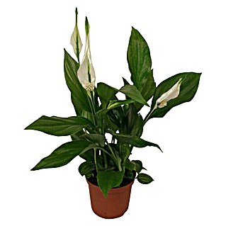 Piardino Einblatt Mini (Spathiphyllum floribundum, Topfgröße: 7 cm, Weiß)