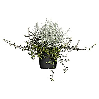 Piardino Pflanzenarrangement Silberkörbchen und Drahtwein (Topfgröße: 13 cm, null)