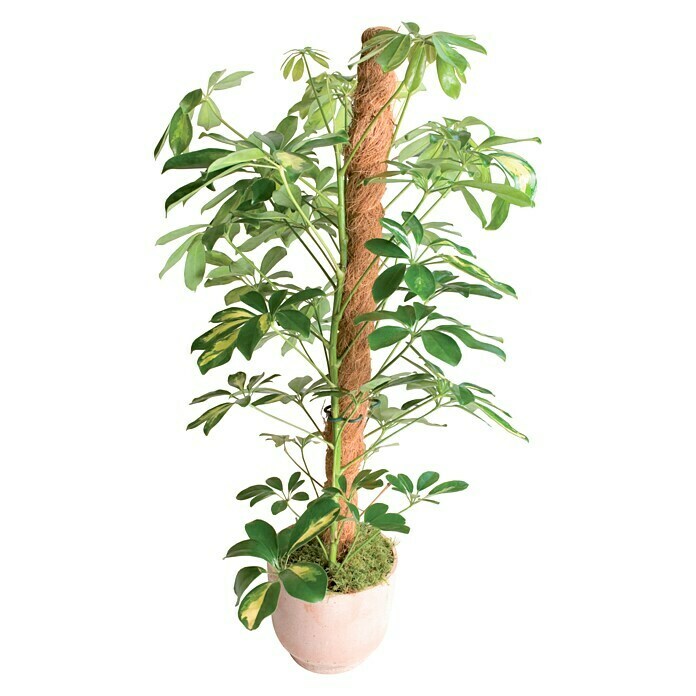 Nortene Kokosov štap (Duljina: 60 cm)