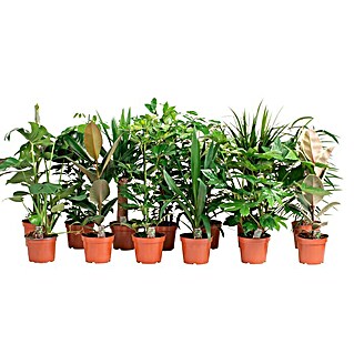 Piardino Pflanzen-Mix Grünpflanzen (Verschiedene Sorten, Topfgröße: 17 cm)