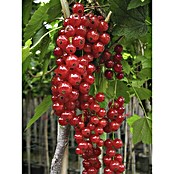 Rote Johannisbeere Jonkheer van Tets (Ribes rubrum Jonkheer van Tets, Topfgröße: 3 l, Erntezeit: Juli)