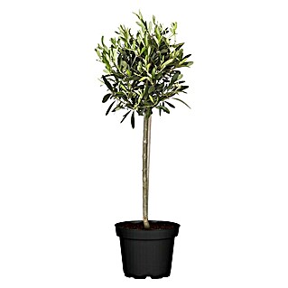 Piardino Olivenbaum (Olea europaea, Topfgröße: 20 cm, Aktuelle Wuchshöhe: 80 cm)