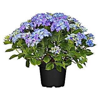 Piardino Bauernhortensie (Hydrangea macrophylla, Blütenfarbe: Blau)