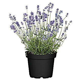 Piardino Lavendel (Lavendula angustifolium, Topfvolumen: 3 l, Blau/Lila)