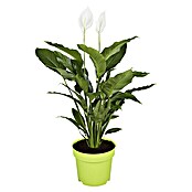 Piardino Blattfahne (Spathiphyllum floribundum , Topfgröße: 17 cm, Weiß)