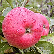 Apfelbaum Jacob Fiischer (Malus domestica Jacob Fischer, Topfgröße: 10 l, Erntezeit: Ab September)