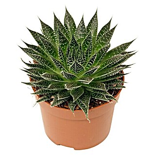 Piardino Aloe (Aloe variegata Magic, Topfgröße: 12 cm, Grün/Weiß)