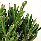 Geldbaum (Crassula ovata Hobbit, Topfgröße: 12 cm, Grün mit roter Umrandung)