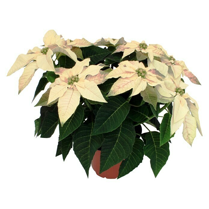 Flor de Pascua (Euphorbia pulcherrima, Tamaño de maceta: 14 cm, Blanco, Número de brotes: 5 - 7)