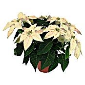 Flor de Pascua (Euphorbia pulcherrima, Tamaño de maceta: 14 cm, Blanco, Número de brotes: 5 - 7)