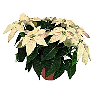 Weihnachtsstern (Euphorbia pulcherrima, Topfgröße: 14 cm, Weiß, Anzahl Triebe: 5 - 7)