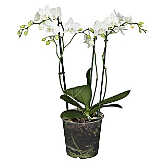 Piardino Schmetterlingsorchidee (Phalaenopsis Hybride, Topfgröße: 12 cm, Weiß, Anzahl Triebe: 3, Wuchsform: Aufrecht)