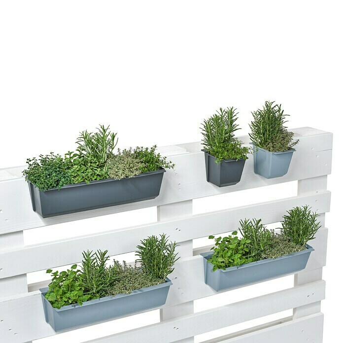 Geli Posuda za biljke Easy (Prikladno za: Euro-palete, 37 x 10 cm, Antracit)