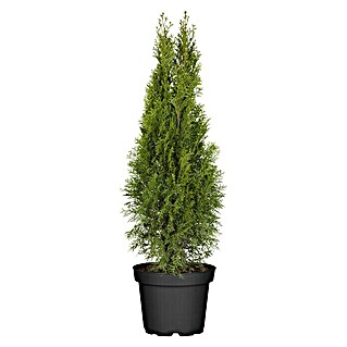 Piardino Lebensbaum 'Smaragd' (Thuja occidentalis 'Smaragd', Topfgröße: 23 cm)