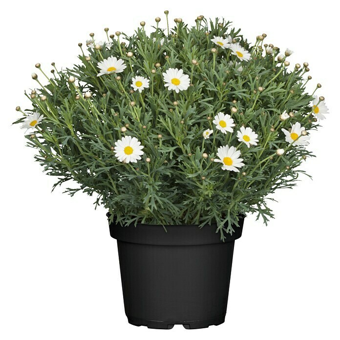 Piardino Strauchmargerite (Argyranthemum frutescens, Topfgröße: 21 cm, Weiß)