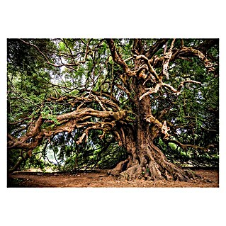 Fototapete Baum (254 x 184 cm, Vlies)