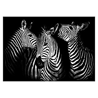 Fototapete Zebra (B x H: 254 x 184 cm, Vlies)