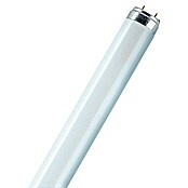 Osram Tubo fluorescente Daywhite (T8, Blanco neutro, 15 W, Largo: 45 cm, Clase de eficiencia energética: B)