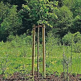 Potporanj za stablo (Duljina: 250 cm, Promjer: 60 mm, Bor, Zelene boje)