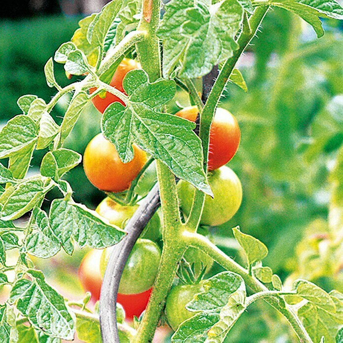 Tomatenrankstütze (Länge: 1.800 mm)