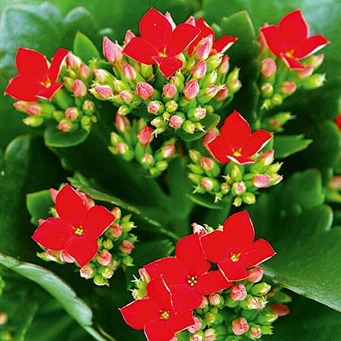 Piardino Kalanchoe blossfeldiana (Kalanchoe blossfeldiana, Tamaño de maceta: 10,5 cm, Rojo)