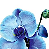 Piardino Schmetterlingsorchidee (Phalaenopsis Hybride, Topfgröße: 12 cm, Blau, Anzahl Triebe: 2, Aufrecht)
