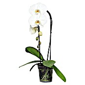 Piardino Orquídea mariposa (Phalaenopsis Hybride, Tamaño de maceta: 12 cm, Blanco, Número de brotes: 1, Cascada de agua)