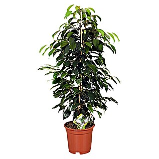 Piardino Birken-Feige (Ficus benjamina 'Danielle', Topfgröße: 17 cm)
