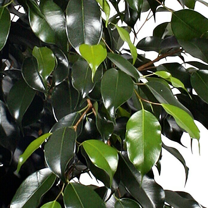 Ficus benjamina Danielle 17