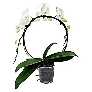 Piardino Schmetterlingsorchidee (Phalaenopsis Hybride, Topfgröße: 12 cm, Weiß, Anzahl Triebe: 1, Aufrecht)
