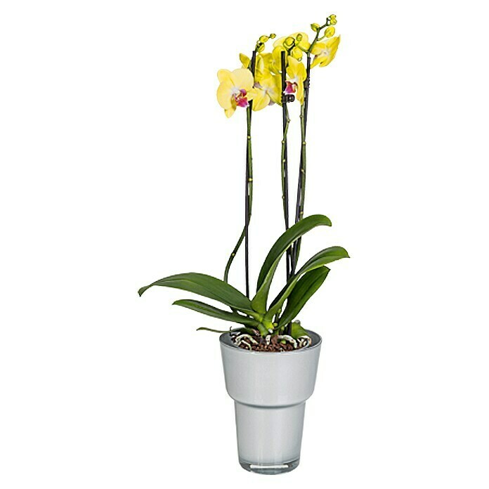 Orchideentopf 