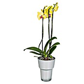 Orchideentopf (Ø x H: 14,5 x 18 cm, Sommer-Frühlings-Farben)