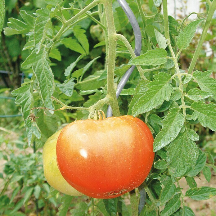 Bellissa Tomatenspirale (Länge: 150 cm, Durchmesser: 7 mm, Silber)