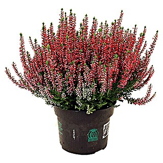 Brecina (Calluna vulgaris Beauty Ladies Long Life, Tamaño de maceta: 13 cm, Rojo)