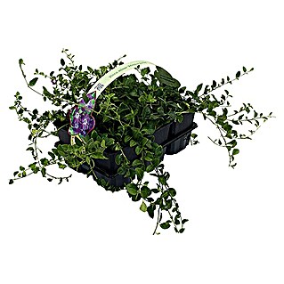 Piardino Kleinblättriges Immergrün (Vinca minor, Topfgröße: 9 cm, Violett)