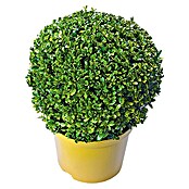 Piardino Buchsbaum (Buxus sempervirens, Topfgröße: 15 l, Kugel)